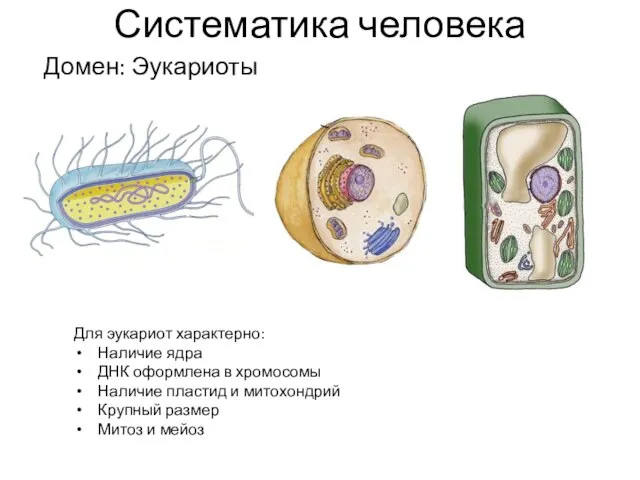 Систематика человека Домен: Эукариоты Для эукариот характерно: Наличие ядра ДНК оформлена в