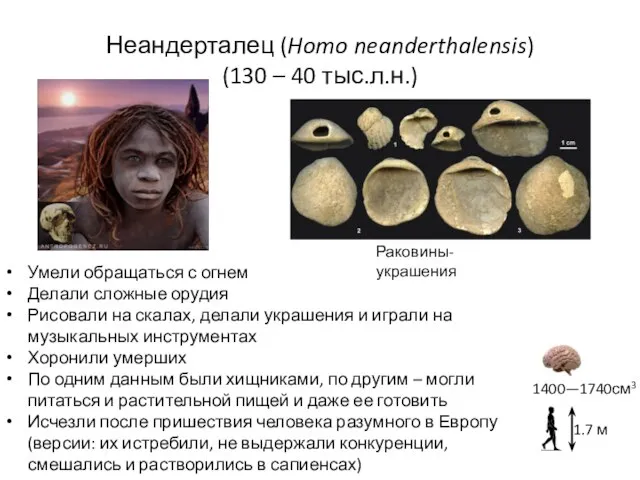 Неандерталец (Homo neanderthalensis) (130 – 40 тыс.л.н.) Умели обращаться с огнем Делали