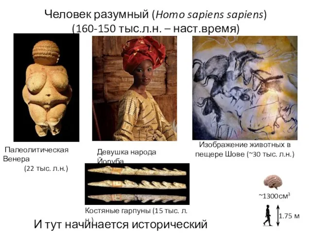 Человек разумный (Homo sapiens sapiens) (160-150 тыс.л.н. – наст.время) Палеолитическая Венера (22