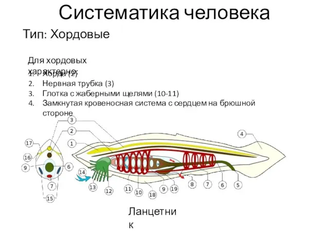 Систематика человека Тип: Хордовые Для хордовых характерно: Хорда (2) Нервная трубка (3)