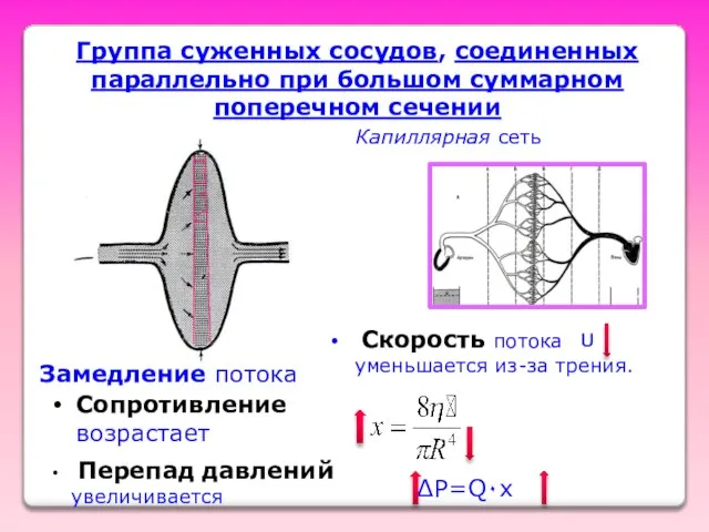 Группа суженных сосудов, соединенных параллельно при большом суммарном поперечном сечении Замедление потока
