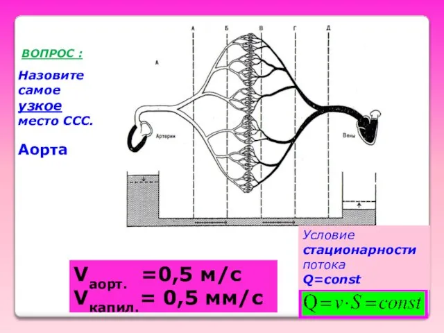 Vаорт. =0,5 м/с Vкапил.= 0,5 мм/с ВОПРОС : Аорта Назовите самое узкое