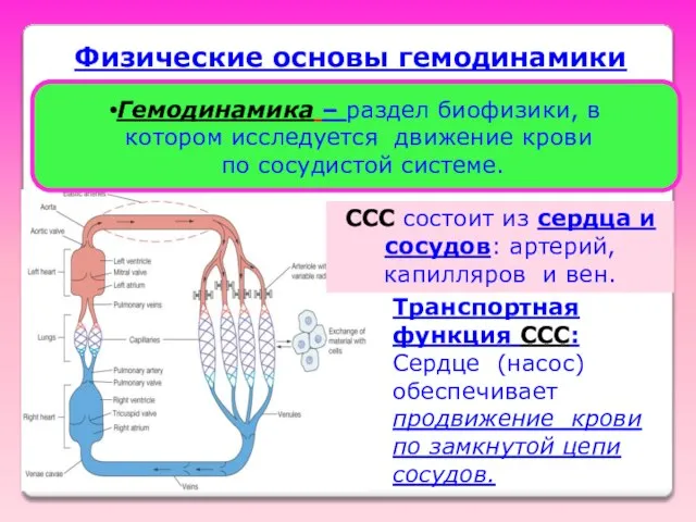 Транспортная функция ССС: Сердце (насос) обеспечивает продвижение крови по замкнутой цепи сосудов.