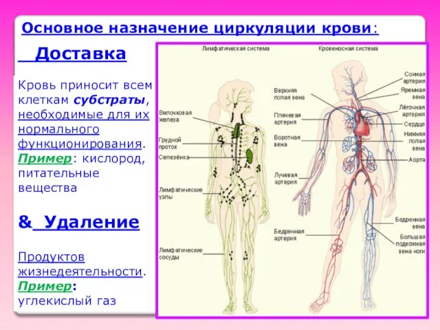 Основное назначение циркуляции крови: Доставка Кровь приносит всем клеткам субстраты, необходимые для