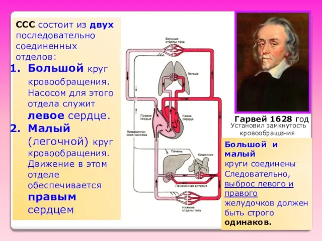 ССС состоит из двух последовательно соединенных отделов: Большой круг кровообращения. Насосом для