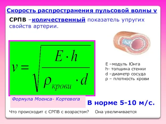 СРПВ –количественный показатель упругих свойств артерии. Формула Моенса- Кортевега Скорость распространения пульсовой