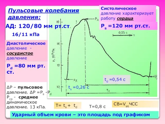 АД: 120/80 мм рт.ст. 16/11 кПа Систолическое давление характеризует работу сердца Диастолическое