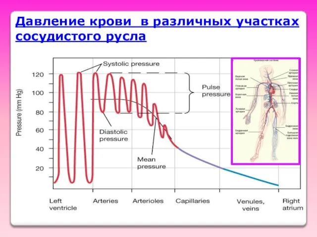 Давление крови в различных участках сосудистого русла