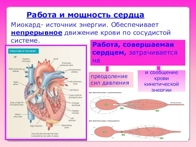 Работа и мощность сердца Миокард- источник энергии. Обеспечивает непрерывное движение крови по