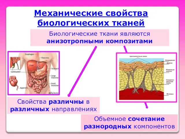 Механические свойства биологических тканей Биологические ткани являются анизотропными композитами Свойства различны в