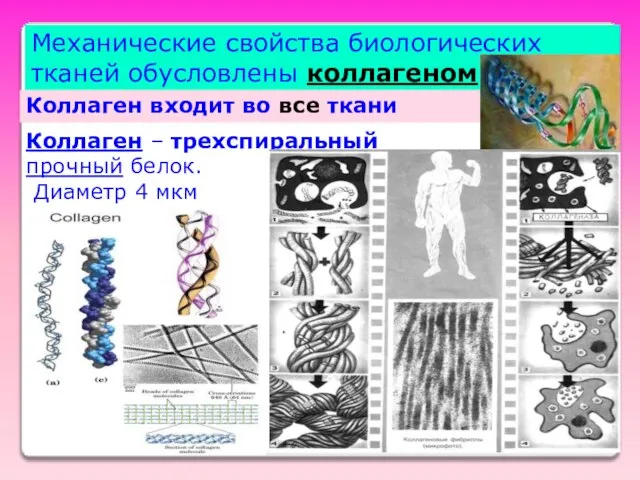 Механические свойства биологических тканей обусловлены коллагеном Коллаген – трехспиральный прочный белок. Диаметр