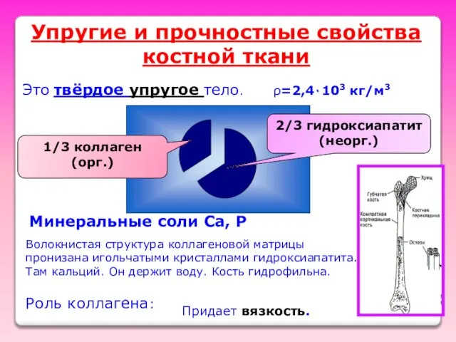 Упругие и прочностные свойства костной ткани Это твёрдое упругое тело. ρ=2,4٠103 кг/м3