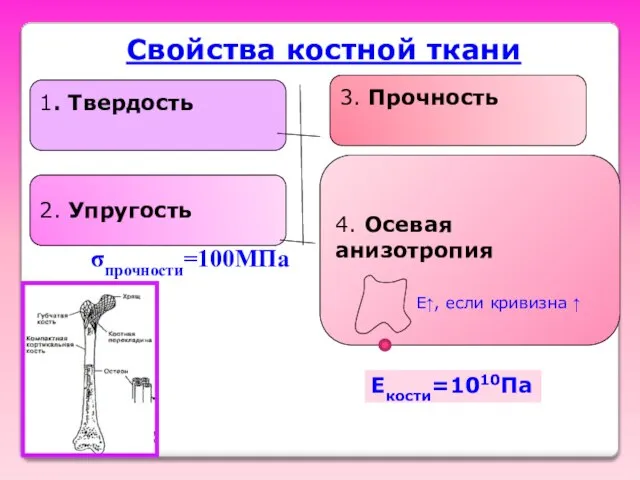 Свойства костной ткани 1. Твердость 2. Упругость 3. Прочность 4. Осевая анизотропия