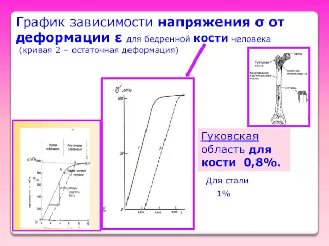 График зависимости напряжения σ от деформации ε для бедренной кости человека (кривая