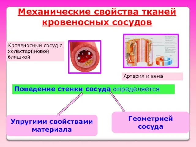 Поведение стенки сосуда определяется Упругими свойствами материала Геометрией сосуда Механические свойства тканей