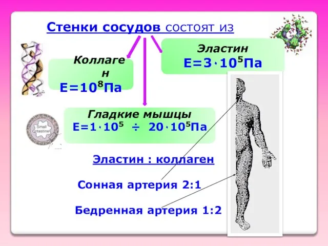 Стенки сосудов состоят из Коллаген Е=108Па Эластин Е=3٠105Па Гладкие мышцы Е=1٠105 ÷