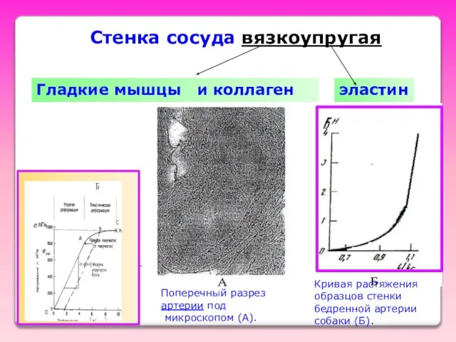 Стенка сосуда вязкоупругая Гладкие мышцы и коллаген эластин Поперечный разрез артерии под