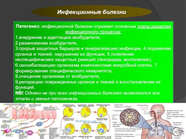 Инфекционные болезни Патогенез: инфекционной болезни отражает основные этапы развития инфекционного процесса: 1.внедрение