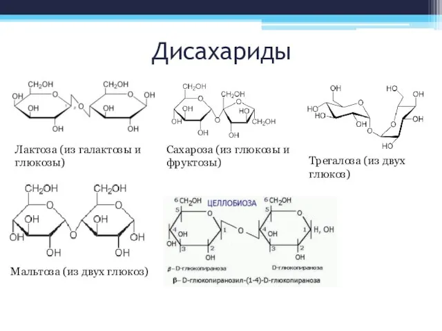 Дисахариды Лактоза (из галактозы и глюкозы) Сахароза (из глюкозы и фруктозы) Мальтоза