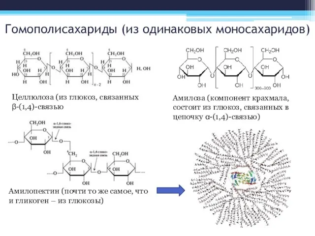 Гомополисахариды (из одинаковых моносахаридов) Целлюлоза (из глюкоз, связанных β-(1,4)-связью Амилоза (компонент крахмала,