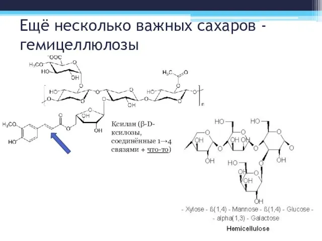 Ещё несколько важных сахаров - гемицеллюлозы Ксилан (β-D-ксилозы, соединённые 1→4 связями + что-то)