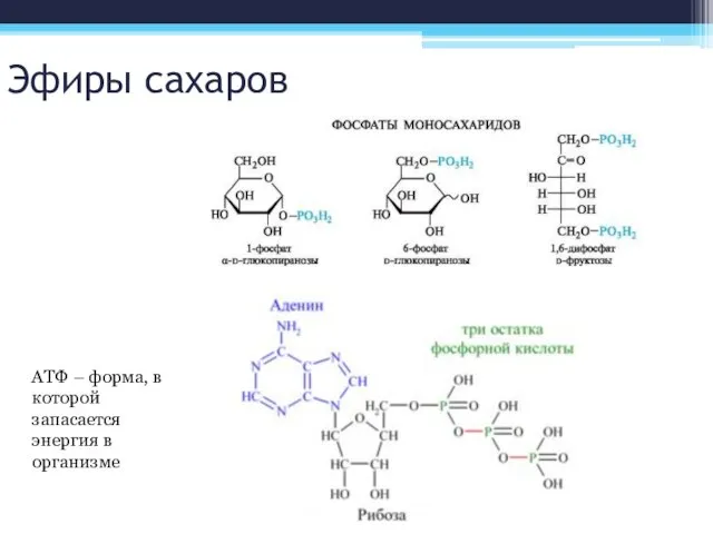 Эфиры сахаров АТФ – форма, в которой запасается энергия в организме