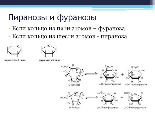 Пиранозы и фуранозы Если кольцо из пяти атомов – фураноза Если кольцо