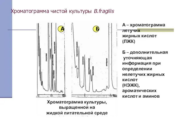 Хроматограмма чистой культуры B.fragilis А Б Хроматограмма культуры, выращенной на жидкой питательной