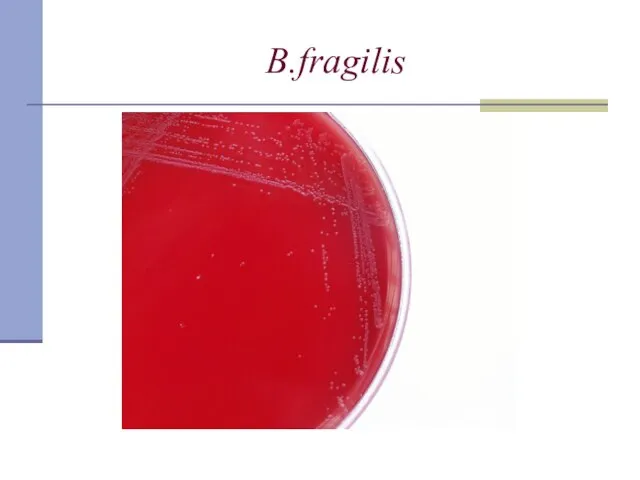 B.fragilis