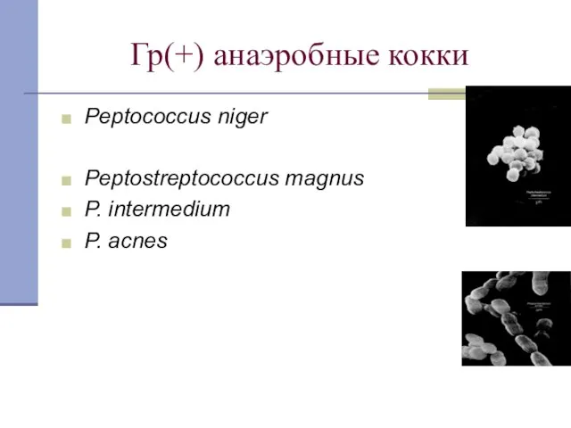 Гр(+) анаэробные кокки Peptococcus niger Peptostreptococcus magnus P. intermedium P. acnes