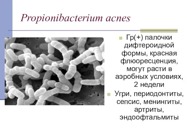 Propionibacterium acnes Гр(+) палочки дифтероидной формы, красная флюоресценция, могут расти в аэробных