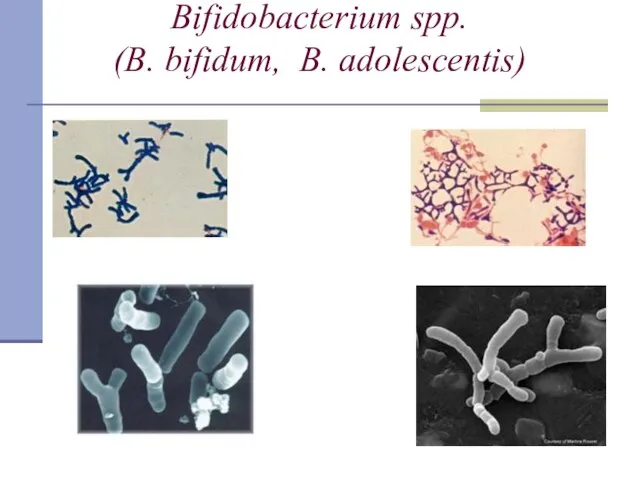 Bifidobacterium spp. (B. bifidum, B. adolescentis)