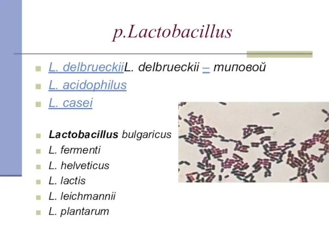 p.Lactobacillus L. delbrueckiiL. delbrueckii – типовой L. acidophilus L. casei Lactobacillus bulgaricus