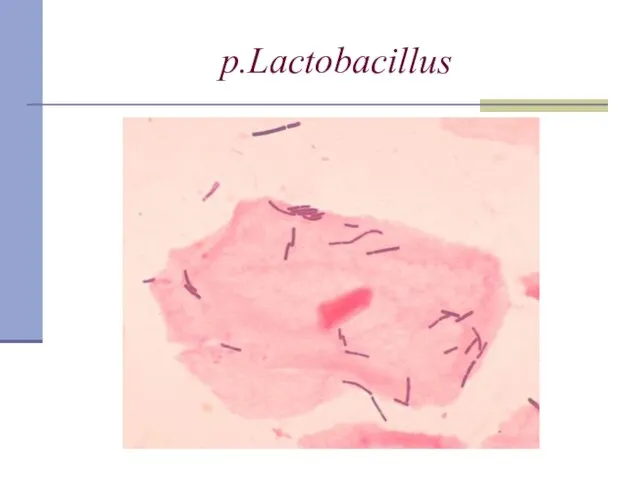 p.Lactobacillus