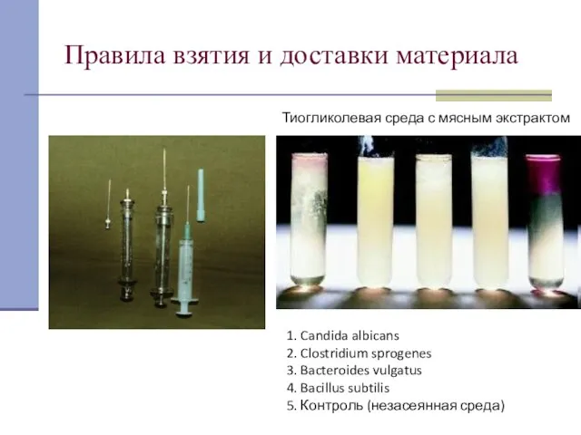 Правила взятия и доставки материала Тиогликолевая среда с мясным экстрактом 1. Candida