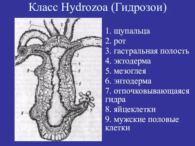 1. щупальца 2. рот 3. гастральная полость 4. эктодерма 5. мезоглея 6.