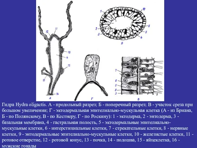 Гидра Hydra oligactis. А - продольный разрез; Б - поперечный разрез; В