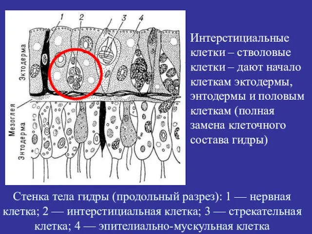 Стенка тела гидры (продольный разрез): 1 — нервная клетка; 2 — интерстициальная