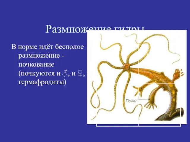 Размножение гидры В норме идёт бесполое размножение - почкование (почкуются и ♂, и ♀, и гермафродиты)