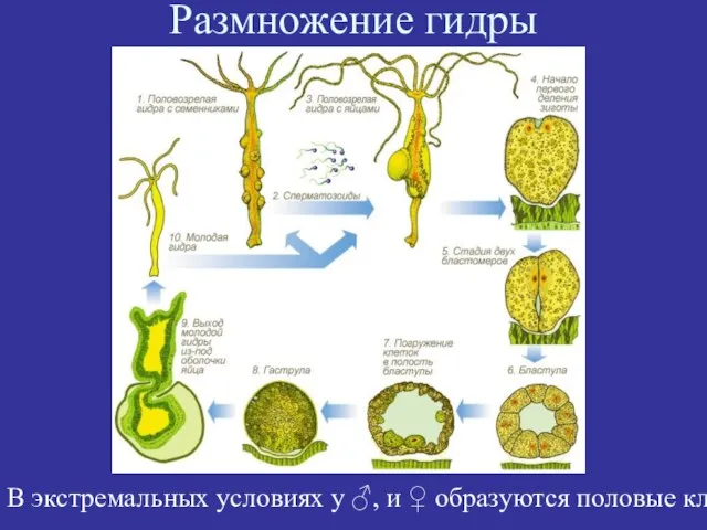 Размножение гидры В экстремальных условиях у ♂, и ♀ образуются половые кл.