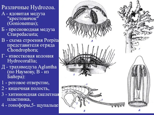 Различные Hydrozoa. A - ядовитая медуза "крестовичок" (Gonionemus); Б - пресноводная медуза