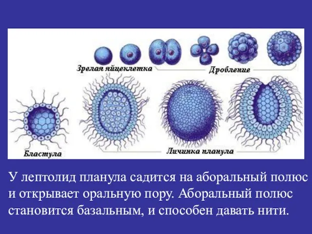 У лептолид планула садится на аборальный полюс и открывает оральную пору. Аборальный