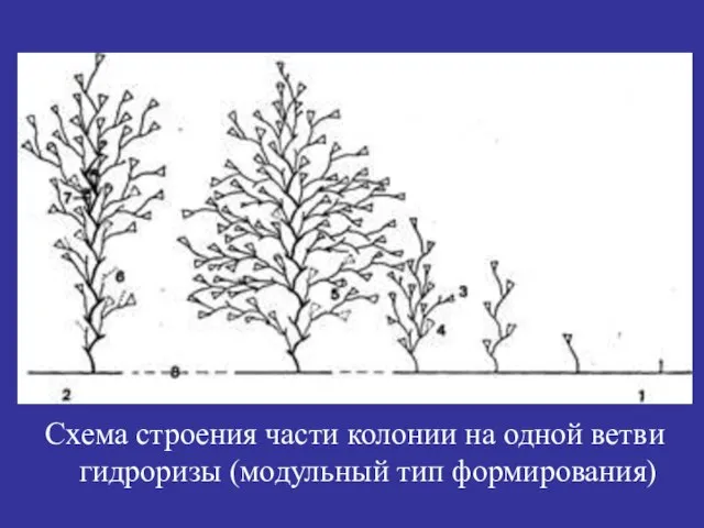 Схема строения части колонии на одной ветви гидроризы (модульный тип формирования)