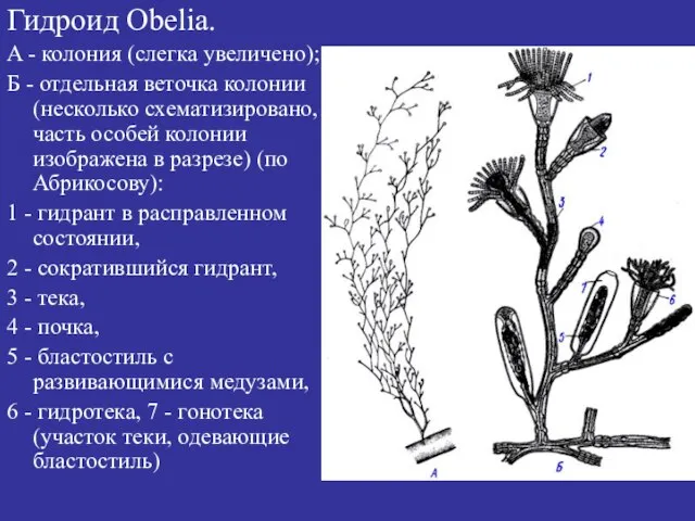 Гидроид Obelia. A - колония (слегка увеличено); Б - отдельная веточка колонии