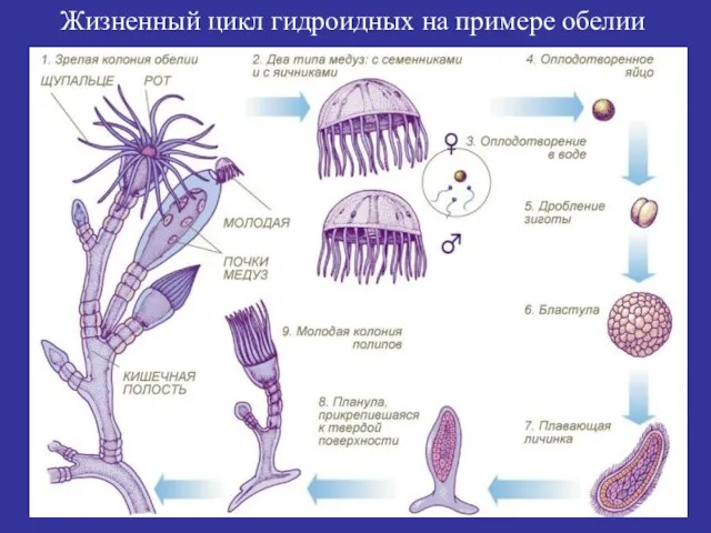 Жизненный цикл гидроидных на примере обелии