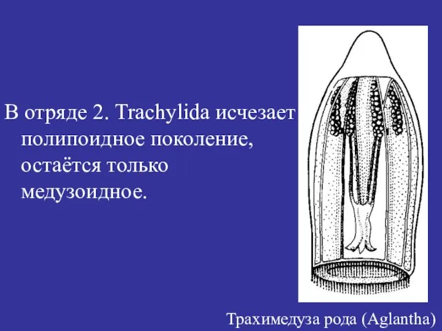 В отряде 2. Trachylida исчезает полипоидное поколение, остаётся только медузоидное. Трахимедуза рода (Аglantha)