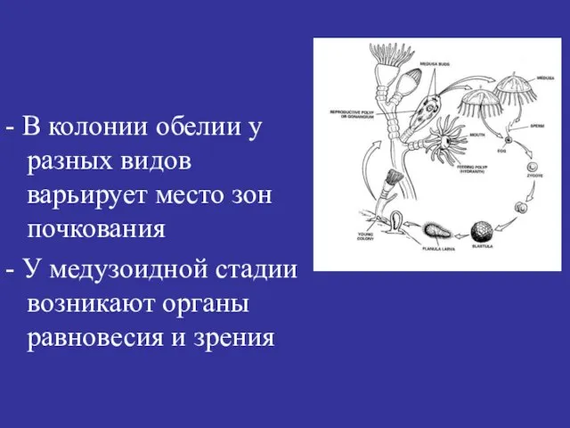 - В колонии обелии у разных видов варьирует место зон почкования -