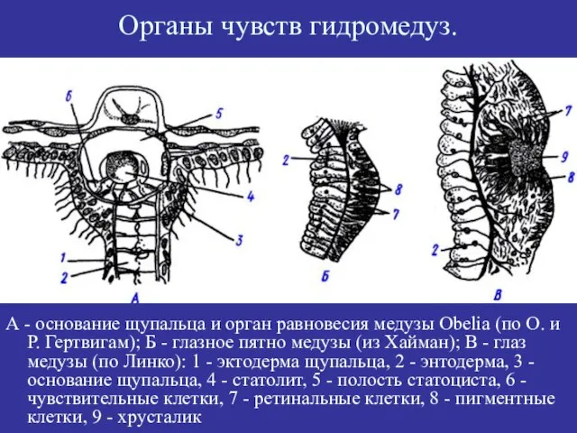 Органы чувств гидромедуз. А - основание щупальца и орган равновесия медузы Obelia