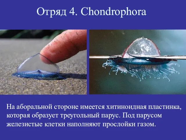 Отряд 4. Chondrophora На аборальной стороне имеется хитиноидная пластинка, которая образует треугольный