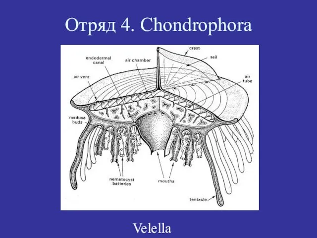 Отряд 4. Chondrophora Velella